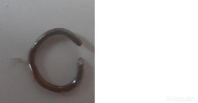 hog ring.jpg