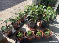chilli_plants.jpg chilli_plants.jpg