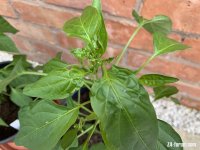 chilli_plant_leaves_1.jpg chilli_plant_leaves_1.jpg