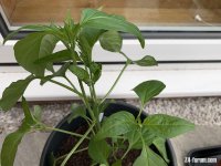 chilli_plant_leaves_2.jpg chilli_plant_leaves_2.jpg