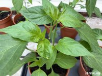chilli_plant_leaves_3.jpg chilli_plant_leaves_3.jpg