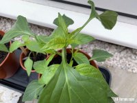 chilli_plant_leaves_4.jpg chilli_plant_leaves_4.jpg
