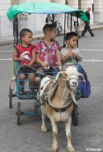goatcart.jpg