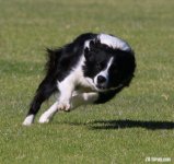 IMG_8244a.JPG