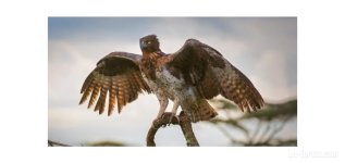 Martial Eagle.png