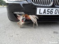 Pheasant 140914.jpg