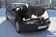 cowhood01.jpg