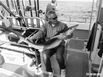 blue shark.jpg