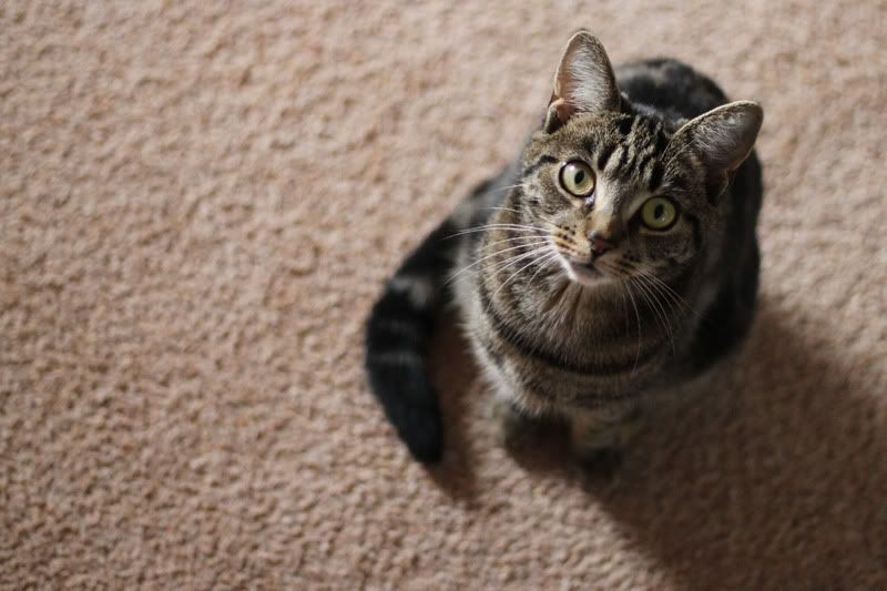 nala1-1.jpg