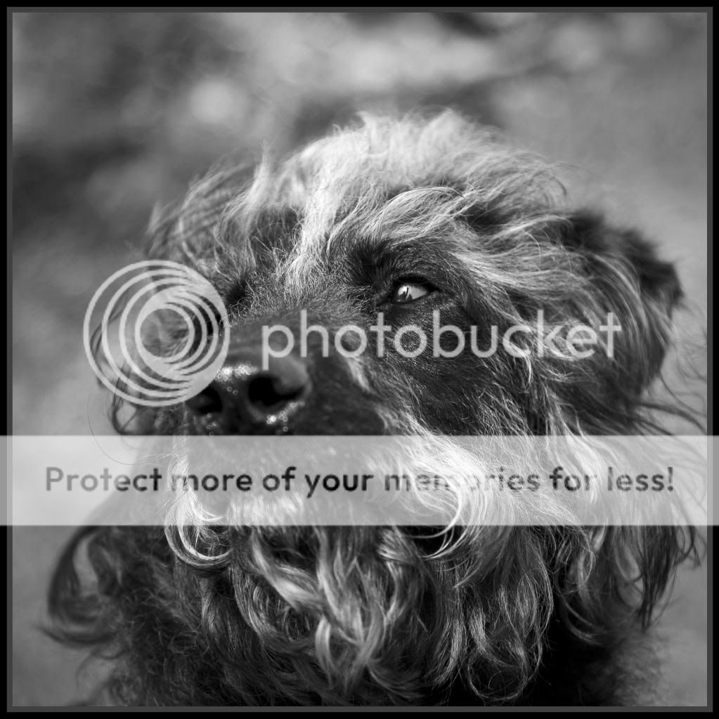 ruby_by_grimleyfiendish-d4r3agq.jpg