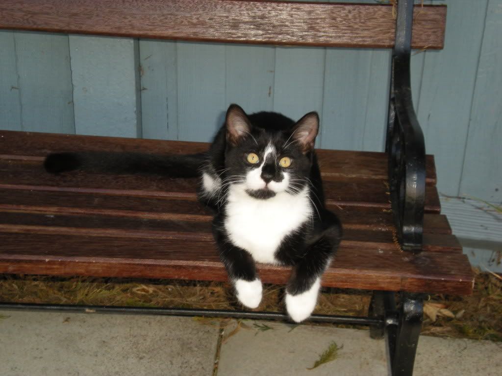 newpicsofcats007.jpg