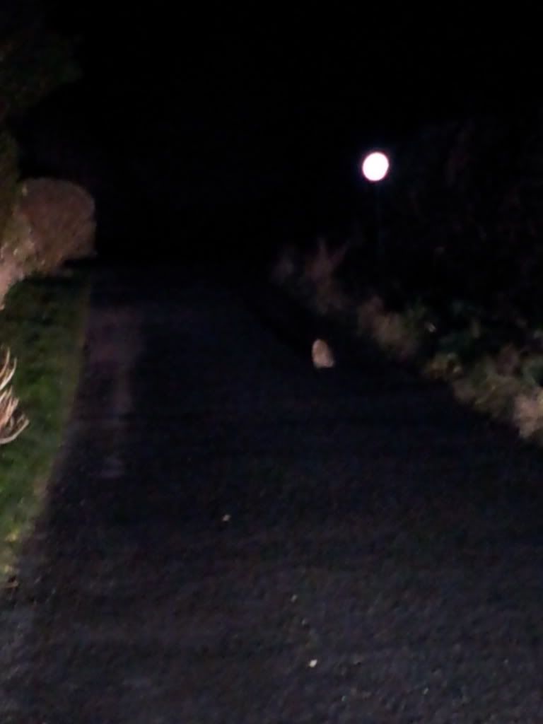 2012-12-05184231.jpg
