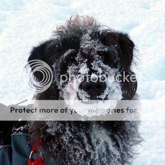 Ruby-snow_zps865672a4.jpg