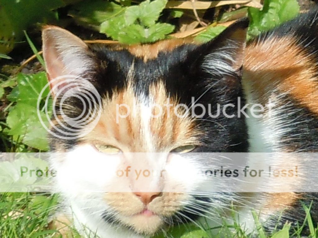 CATS001.jpg