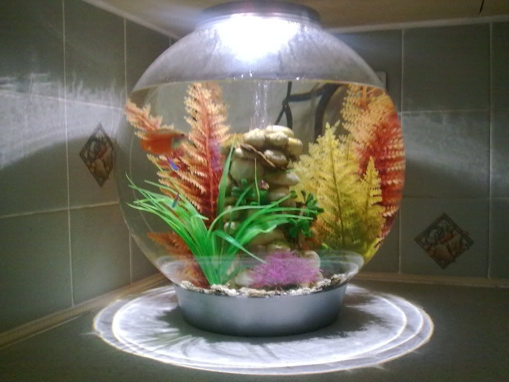 Biorb009.jpg