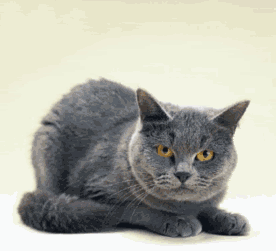 Cat_zps2f417034.gif