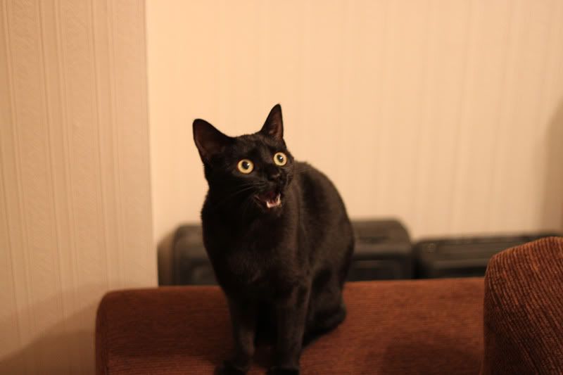 salem2-2.jpg
