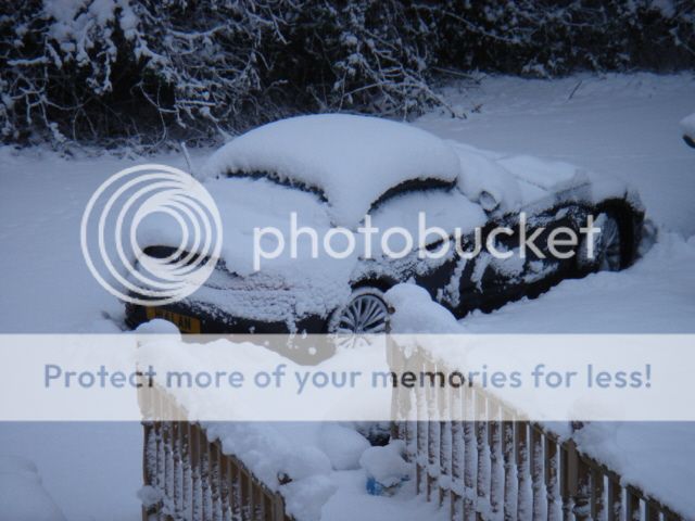 cheriesnow20101.jpg