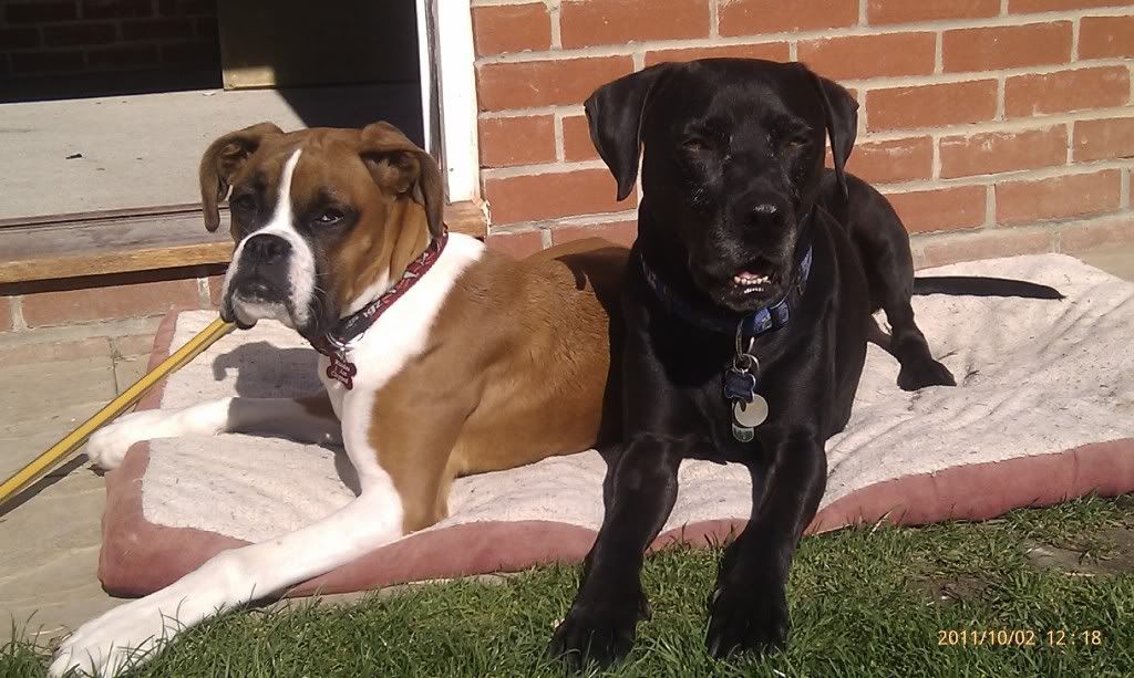 dogs-2.jpg
