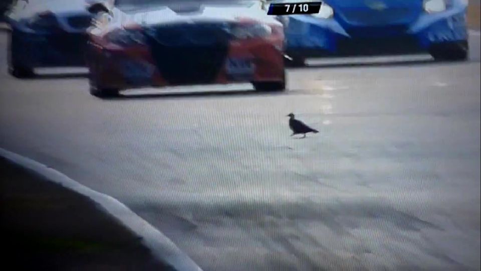 pigeonz4_zpsfd7092e9.jpg