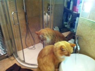 cats1.jpg